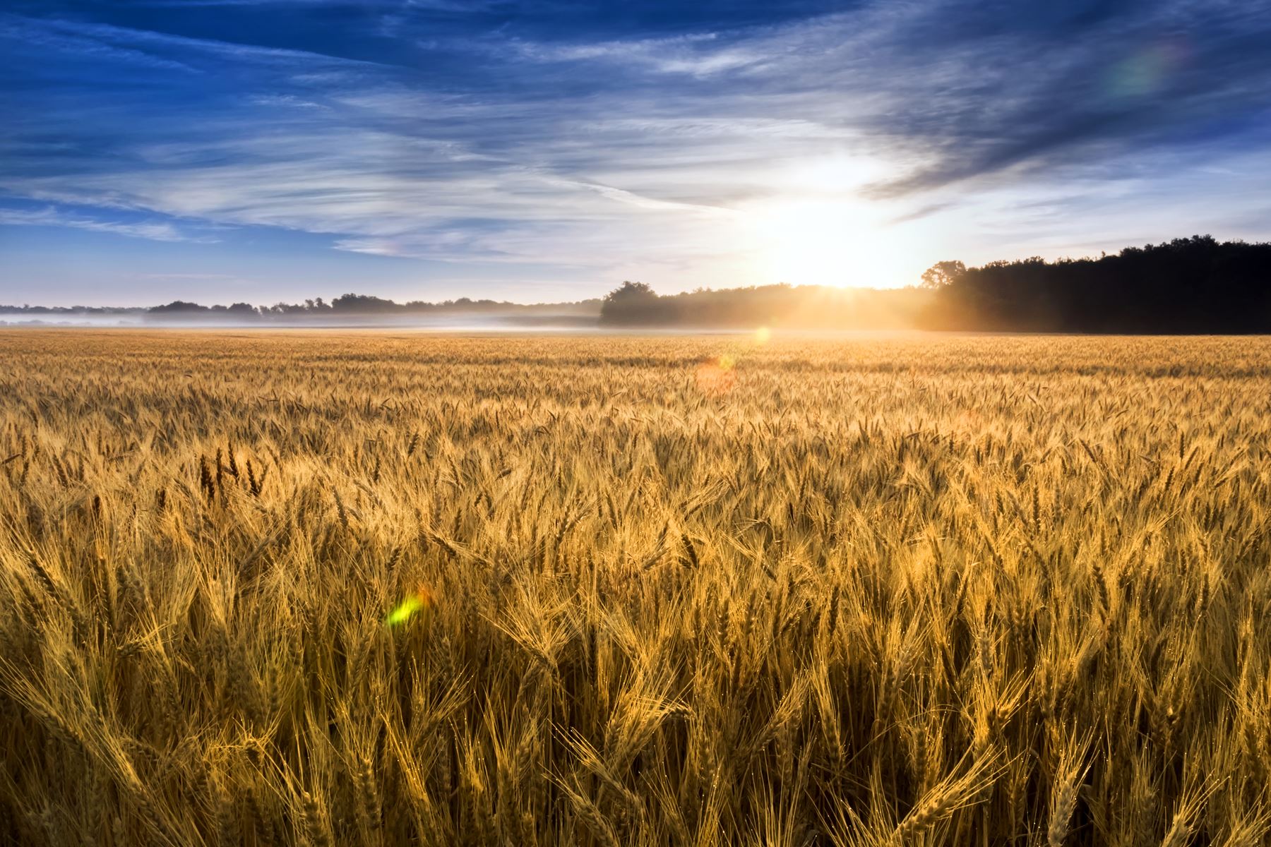 wheat field during during sunset